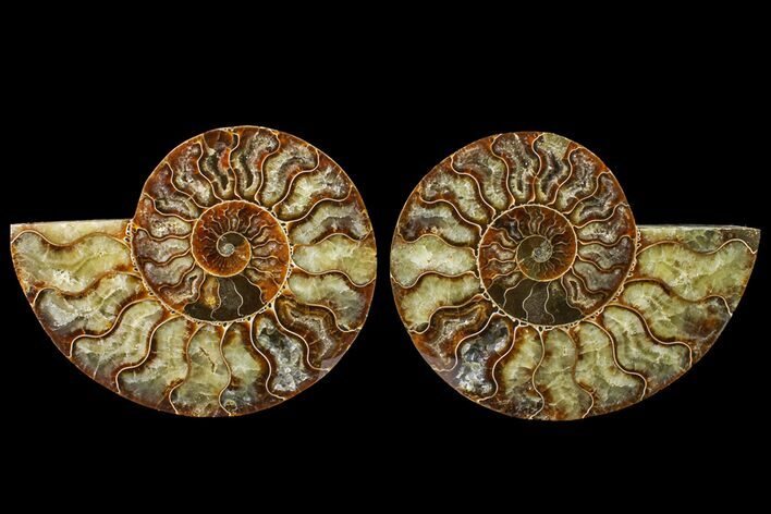 Agate Replaced Ammonite Fossil - Madagascar #158317